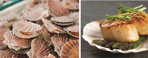 Coquilles Saint-Jacques du Japon